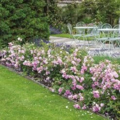 'Harlow Carr' Rosa X 'Harlow Carr' (Engelsk Rose) A-Kvalitet,- Barrods Roser Min. 3 Grene -Sirius Butik p5364 53028 rosa x harlow carr engelsk rose 5c85