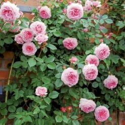 'James Galway'™ Rosa X 'James Galway'™ (Engelsk Rose) A-Kvalitet,- Barrods Roser Min. 3 Grene -Sirius Butik p5366 53030 rosa x james galway engelsk rose 8279