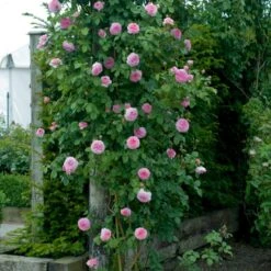 'James Galway'™ Rosa X 'James Galway'™ (Engelsk Rose) A-Kvalitet,- Barrods Roser Min. 3 Grene -Sirius Butik p5366 53031 rosa x james galway engelsk rose 3407