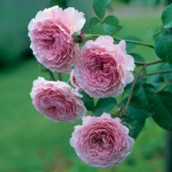 'James Galway'™ Rosa X 'James Galway'™ (Engelsk Rose) A-Kvalitet,- Barrods Roser Min. 3 Grene -Sirius Butik p5366 53032 rosa x james galway engelsk rose 03a6