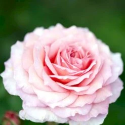 'James Galway'™ Rosa X 'James Galway'™ (Engelsk Rose) A-Kvalitet,- Barrods Roser Min. 3 Grene -Sirius Butik p5366 53034 rosa x james galway engelsk rose bbce