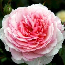 'James Galway'™ Rosa X 'James Galway'™ (Engelsk Rose) A-Kvalitet,- Barrods Roser Min. 3 Grene -Sirius Butik p5366 53035 rosa x james galway engelsk rose c864