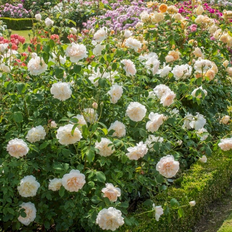 'Lichfield Angel'™ Rosa X 'Lichfield Angel'™ (Engelsk Rose) A-Kvalitet,- Barrods Roser Min. 3 Grene 1 'Lichfield Angel'™ Rosa X 'Lichfield Angel'™ (Engelsk Rose) A-Kvalitet,- Barrods Roser Min. 3 Grene