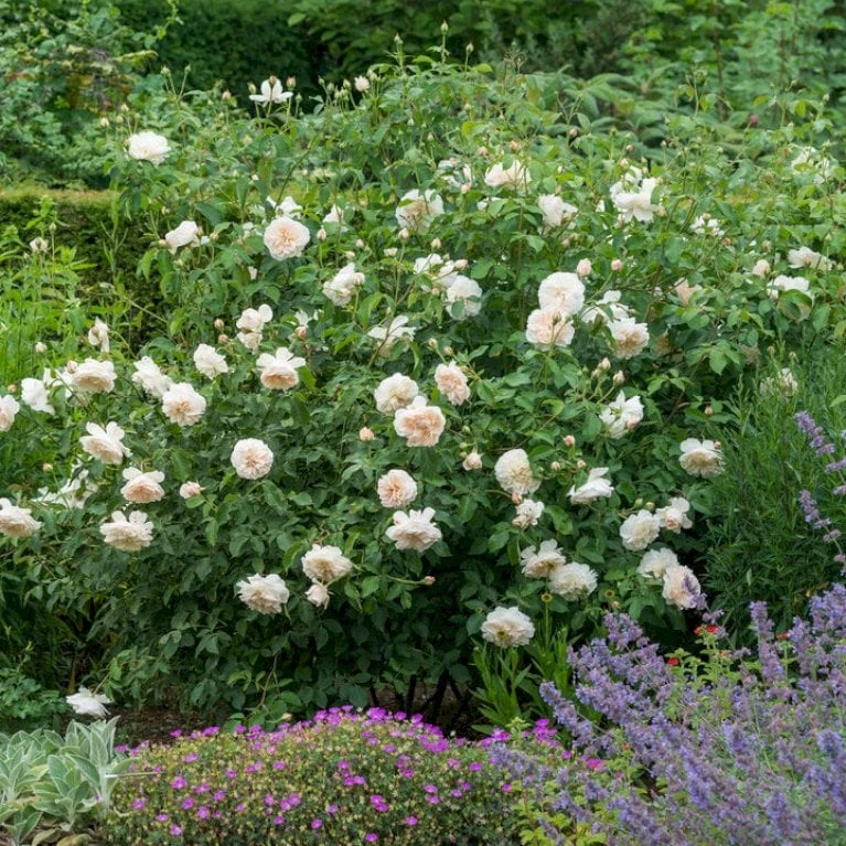 'Lichfield Angel'™ Rosa X 'Lichfield Angel'™ (Engelsk Rose) A-Kvalitet,- Barrods Roser Min. 3 Grene 3 'Lichfield Angel'™ Rosa X 'Lichfield Angel'™ (Engelsk Rose) A-Kvalitet,- Barrods Roser Min. 3 Grene - Billede 3
