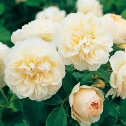 'Lichfield Angel'™ Rosa X 'Lichfield Angel'™ (Engelsk Rose) A-Kvalitet,- Barrods Roser Min. 3 Grene 10 'Lichfield Angel'™ Rosa X 'Lichfield Angel'™ (Engelsk Rose) A-Kvalitet,- Barrods Roser Min. 3 Grene -Sirius Butik p5373 53060 rosa x lichfield angel engelsk rose 632e
