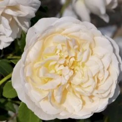 'Lichfield Angel'™ Rosa X 'Lichfield Angel'™ (Engelsk Rose) A-Kvalitet,- Barrods Roser Min. 3 Grene 11 'Lichfield Angel'™ Rosa X 'Lichfield Angel'™ (Engelsk Rose) A-Kvalitet,- Barrods Roser Min. 3 Grene -Sirius Butik p5373 53061 rosa x lichfield angel engelsk rose 8d99