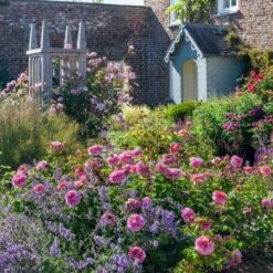 'Princess Alexandra Of Kent'™ Rosa X 'Princess Alexandra Of Kent'™ (Engelsk Rose) A-Kvalitet,- Barrods Roser Min. 3 Grene -Sirius Butik p5379 53090 rosa x princess alexandra of kent engelsk rose d97b