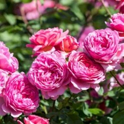 'Princess Alexandra Of Kent'™ Rosa X 'Princess Alexandra Of Kent'™ (Engelsk Rose) A-Kvalitet,- Barrods Roser Min. 3 Grene -Sirius Butik p5379 53091 rosa x princess alexandra of kent engelsk rose 72bf
