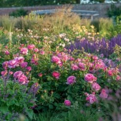 'Princess Alexandra Of Kent'™ Rosa X 'Princess Alexandra Of Kent'™ (Engelsk Rose) A-Kvalitet,- Barrods Roser Min. 3 Grene -Sirius Butik p5379 53092 rosa x princess alexandra of kent engelsk rose 6383