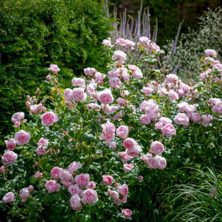 'Scepter'd Isle'™ Rosa X 'Scepter'd Isle'™ (Engelsk Rose) A-Kvalitet,- Barrods Roser Min. 3 Grene 3 'Scepter'd Isle'™ Rosa X 'Scepter'd Isle'™ (Engelsk Rose) A-Kvalitet,- Barrods Roser Min. 3 Grene - Billede 3