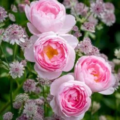 'Scepter'd Isle'™ Rosa X 'Scepter'd Isle'™ (Engelsk Rose) A-Kvalitet,- Barrods Roser Min. 3 Grene 12 'Scepter'd Isle'™ Rosa X 'Scepter'd Isle'™ (Engelsk Rose) A-Kvalitet,- Barrods Roser Min. 3 Grene -Sirius Butik p5382 53116 rosa x scepter d isle engelsk rose 5319