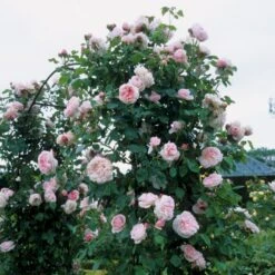 'St. Swithun' Rosa X 'St. Swithun' (Engelsk Rose) A-Kvalitet,- Barrods Roser Min. 3 Grene -Sirius Butik p5386 53125 rosa x st swithun engelsk rose 4894