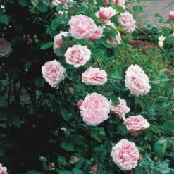 'St. Swithun' Rosa X 'St. Swithun' (Engelsk Rose) A-Kvalitet,- Barrods Roser Min. 3 Grene -Sirius Butik p5386 53126 rosa x st swithun engelsk rose 6f3d