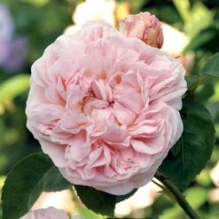 'St. Swithun' Rosa X 'St. Swithun' (Engelsk Rose) A-Kvalitet,- Barrods Roser Min. 3 Grene -Sirius Butik p5386 53127 rosa x st swithun engelsk rose 4a98