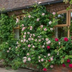 'St. Swithun' Rosa X 'St. Swithun' (Engelsk Rose) A-Kvalitet,- Barrods Roser Min. 3 Grene -Sirius Butik p5386 53128 rosa x st swithun engelsk rose de53