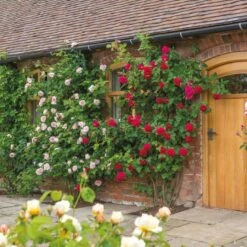 'St. Swithun' Rosa X 'St. Swithun' (Engelsk Rose) A-Kvalitet,- Barrods Roser Min. 3 Grene -Sirius Butik p5386 53129 rosa x st swithun engelsk rose df28