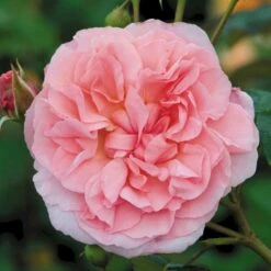 'Strawberry Hill' Rosa X 'Strawberry Hill' (Engelsk Rose) A-Kvalitet,- Barrods Roser Min. 3 Grene -Sirius Butik p5387 53133 rosa x strawberry hill engelsk rose bc96