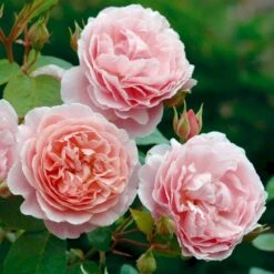 'Strawberry Hill' Rosa X 'Strawberry Hill' (Engelsk Rose) A-Kvalitet,- Barrods Roser Min. 3 Grene -Sirius Butik p5387 53134 rosa x strawberry hill engelsk rose 0dfc