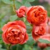 'Summer Song'™ Rosa X 'Summer Song'™ (Engelsk Rose) A-Kvalitet,- Barrods Roser Min. 3 Grene