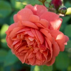 'Summer Song'™ Rosa X 'Summer Song'™ (Engelsk Rose) A-Kvalitet,- Barrods Roser Min. 3 Grene 10 'Summer Song'™ Rosa X 'Summer Song'™ (Engelsk Rose) A-Kvalitet,- Barrods Roser Min. 3 Grene -Sirius Butik p5388 53136 rosa x summer song engelsk rose 5fe9
