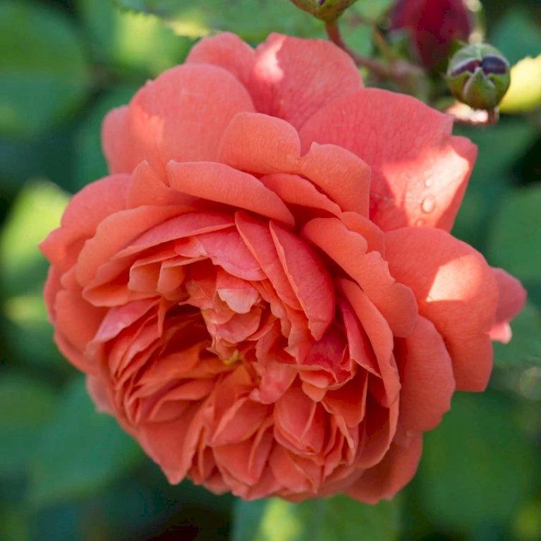 'Summer Song'™ Rosa X 'Summer Song'™ (Engelsk Rose) A-Kvalitet,- Barrods Roser Min. 3 Grene 3 'Summer Song'™ Rosa X 'Summer Song'™ (Engelsk Rose) A-Kvalitet,- Barrods Roser Min. 3 Grene - Billede 3