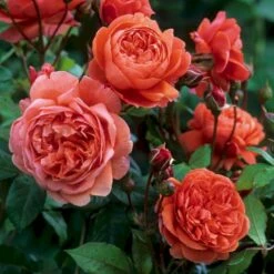 'Summer Song'™ Rosa X 'Summer Song'™ (Engelsk Rose) A-Kvalitet,- Barrods Roser Min. 3 Grene 11 'Summer Song'™ Rosa X 'Summer Song'™ (Engelsk Rose) A-Kvalitet,- Barrods Roser Min. 3 Grene -Sirius Butik p5388 53137 rosa x summer song engelsk rose c2f3