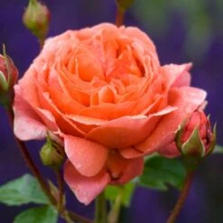 'Summer Song'™ Rosa X 'Summer Song'™ (Engelsk Rose) A-Kvalitet,- Barrods Roser Min. 3 Grene 12 'Summer Song'™ Rosa X 'Summer Song'™ (Engelsk Rose) A-Kvalitet,- Barrods Roser Min. 3 Grene -Sirius Butik p5388 53138 rosa x summer song engelsk rose 4372