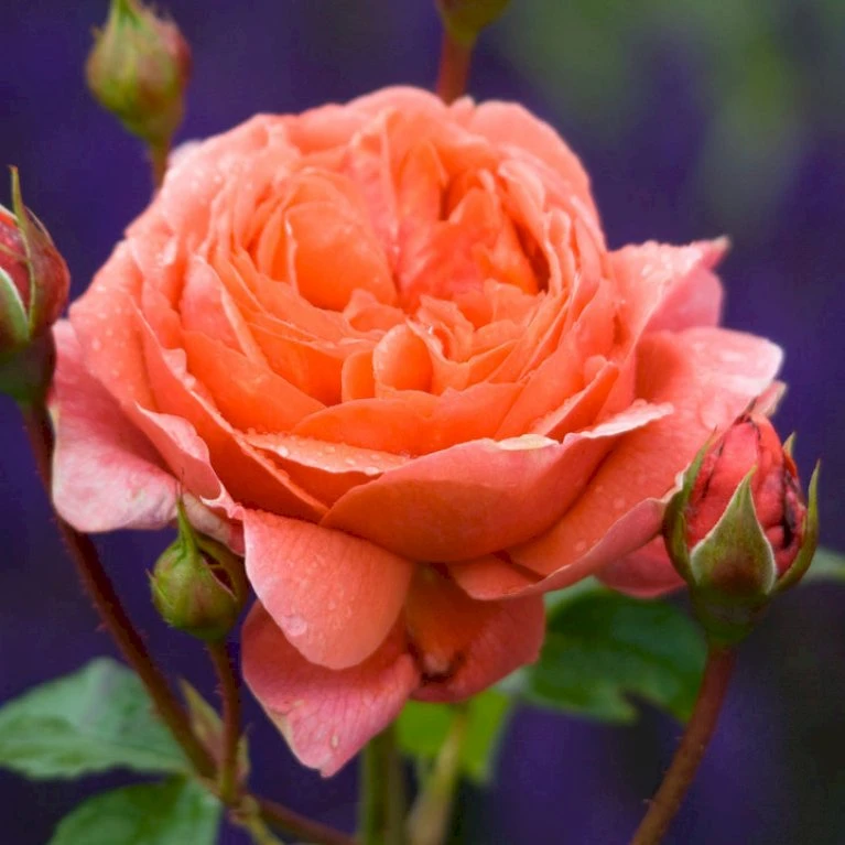 'Summer Song'™ Rosa X 'Summer Song'™ (Engelsk Rose) A-Kvalitet,- Barrods Roser Min. 3 Grene 5 'Summer Song'™ Rosa X 'Summer Song'™ (Engelsk Rose) A-Kvalitet,- Barrods Roser Min. 3 Grene - Billede 5