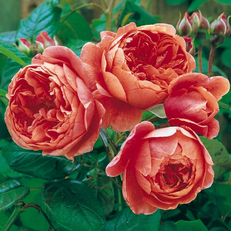 'Summer Song'™ Rosa X 'Summer Song'™ (Engelsk Rose) A-Kvalitet,- Barrods Roser Min. 3 Grene 6 'Summer Song'™ Rosa X 'Summer Song'™ (Engelsk Rose) A-Kvalitet,- Barrods Roser Min. 3 Grene - Billede 6