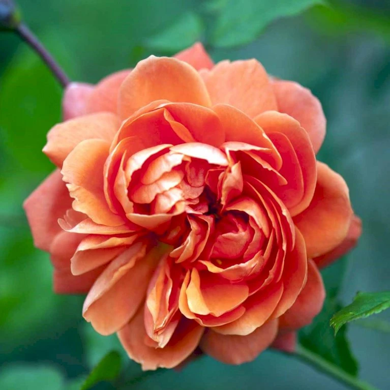 'Summer Song'™ Rosa X 'Summer Song'™ (Engelsk Rose) A-Kvalitet,- Barrods Roser Min. 3 Grene 7 'Summer Song'™ Rosa X 'Summer Song'™ (Engelsk Rose) A-Kvalitet,- Barrods Roser Min. 3 Grene - Billede 7
