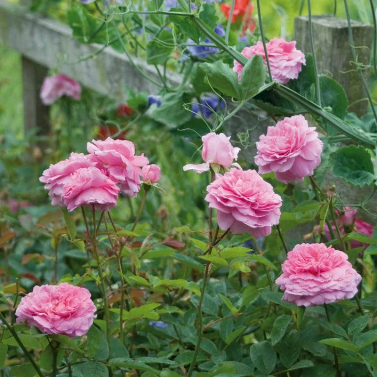 'The Mayflower' Rosa X 'The Mayflower' (Engelsk Rose) A-Kvalitet,- Barrods Roser Min. 3 Grene 5 'The Mayflower' Rosa X 'The Mayflower' (Engelsk Rose) A-Kvalitet,- Barrods Roser Min. 3 Grene - Billede 5