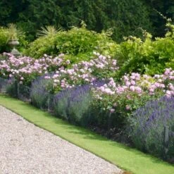 'The Mayflower' Rosa X 'The Mayflower' (Engelsk Rose) A-Kvalitet,- Barrods Roser Min. 3 Grene 17 'The Mayflower' Rosa X 'The Mayflower' (Engelsk Rose) A-Kvalitet,- Barrods Roser Min. 3 Grene -Sirius Butik p5394 53188 rosa x the mayflower engelsk rose 8b86