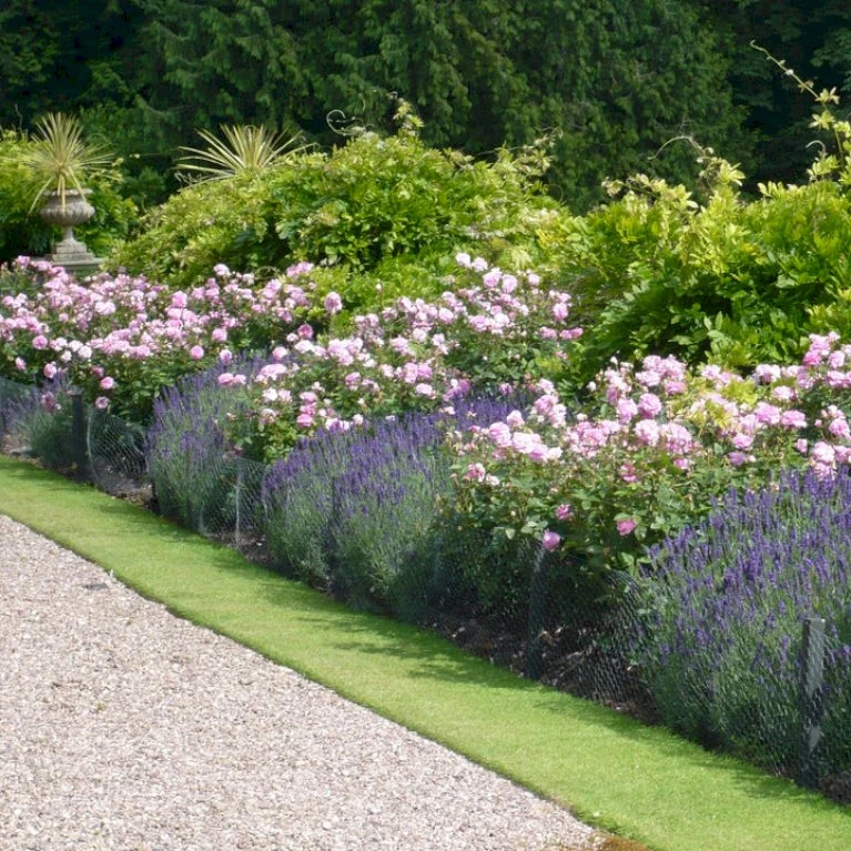 'The Mayflower' Rosa X 'The Mayflower' (Engelsk Rose) A-Kvalitet,- Barrods Roser Min. 3 Grene 6 'The Mayflower' Rosa X 'The Mayflower' (Engelsk Rose) A-Kvalitet,- Barrods Roser Min. 3 Grene - Billede 6