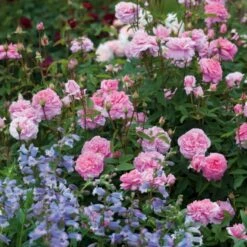 'The Mayflower' Rosa X 'The Mayflower' (Engelsk Rose) A-Kvalitet,- Barrods Roser Min. 3 Grene 18 'The Mayflower' Rosa X 'The Mayflower' (Engelsk Rose) A-Kvalitet,- Barrods Roser Min. 3 Grene -Sirius Butik p5394 53189 rosa x the mayflower engelsk rose 5547