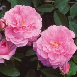 'The Mayflower' Rosa X 'The Mayflower' (Engelsk Rose) A-Kvalitet,- Barrods Roser Min. 3 Grene 19 'The Mayflower' Rosa X 'The Mayflower' (Engelsk Rose) A-Kvalitet,- Barrods Roser Min. 3 Grene -Sirius Butik p5394 53190 rosa x the mayflower engelsk rose d256