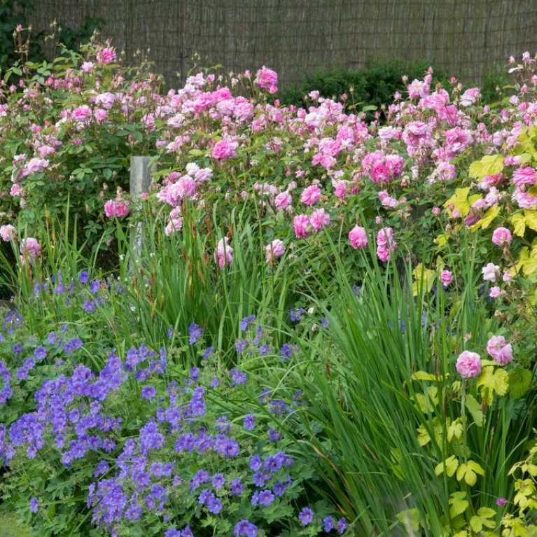 'The Mayflower' Rosa X 'The Mayflower' (Engelsk Rose) A-Kvalitet,- Barrods Roser Min. 3 Grene 9 'The Mayflower' Rosa X 'The Mayflower' (Engelsk Rose) A-Kvalitet,- Barrods Roser Min. 3 Grene - Billede 9