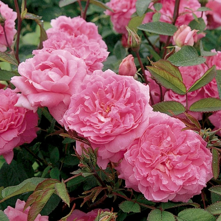 'The Mayflower' Rosa X 'The Mayflower' (Engelsk Rose) A-Kvalitet,- Barrods Roser Min. 3 Grene 10 'The Mayflower' Rosa X 'The Mayflower' (Engelsk Rose) A-Kvalitet,- Barrods Roser Min. 3 Grene - Billede 10
