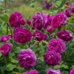 'Young Lycidas' Rosa X 'Young Lycidas' (Engelsk Rose) A-Kvalitet,- Barrods Roser Min. 3 Grene -Sirius Butik p5401 53257 rosa x young lycidas engelsk rose 877e