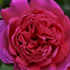 'Young Lycidas' Rosa X 'Young Lycidas' (Engelsk Rose) A-Kvalitet,- Barrods Roser Min. 3 Grene -Sirius Butik p5401 53259 rosa x young lycidas engelsk rose cd3a