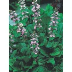 Krybende Læbeløs 'Rosea' Ajuga Reptans 'Rosea' 10 Cm. Potte