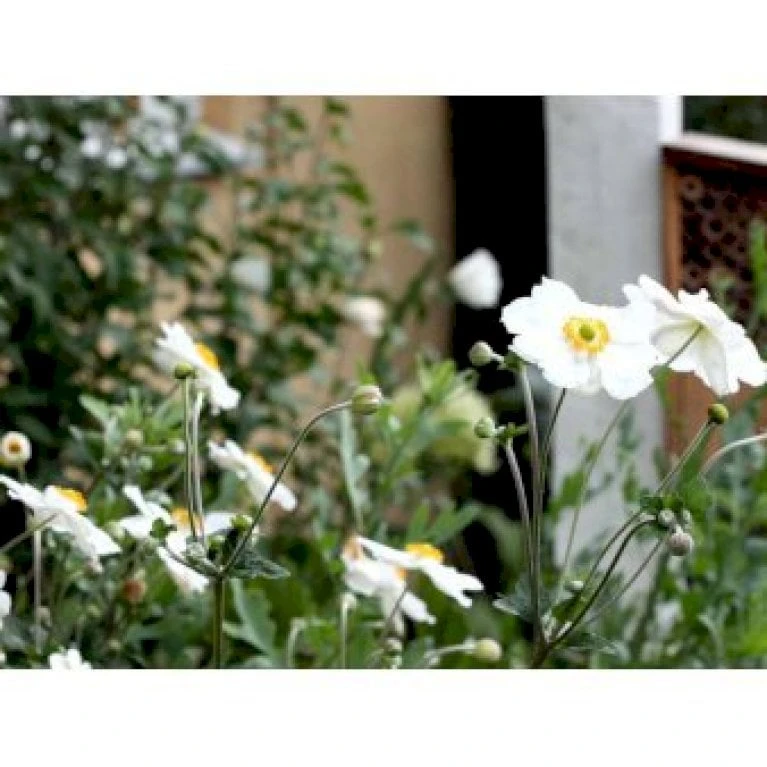 Høstanemone 'Andrea Atkinson' Anemone Japonica-hybrid 'Andrea Atkinson' 1 Liter Potte 1 Høstanemone 'Andrea Atkinson' Anemone Japonica-hybrid 'Andrea Atkinson' 1 Liter Potte