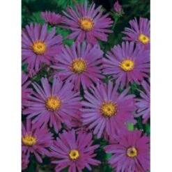 Amellusasters 'Rudolph Goethe' Aster Amellus 'Rudolph Goethe' 1 Liter Potte