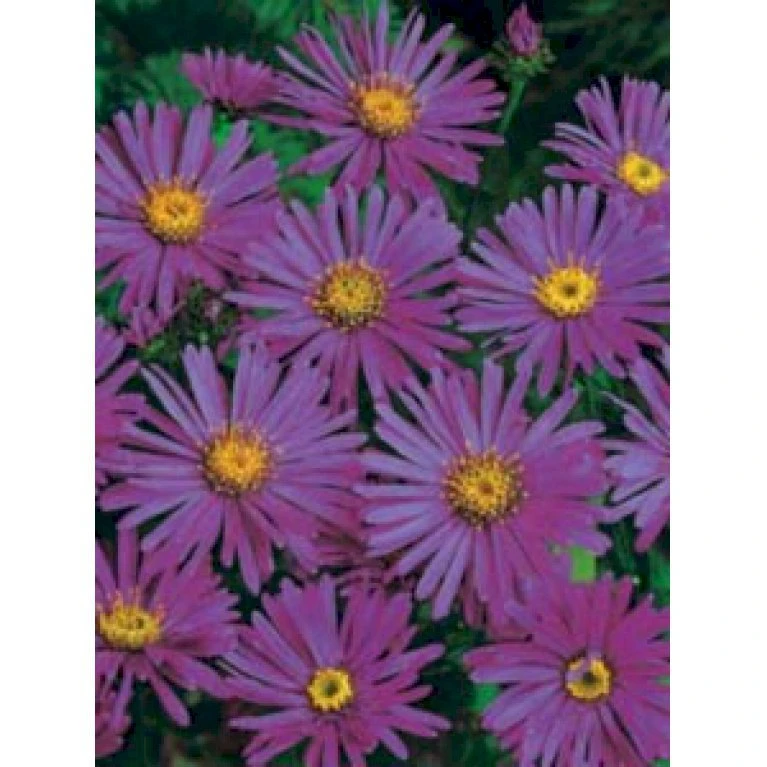 Amellusasters 'Rudolph Goethe' Aster Amellus 'Rudolph Goethe' 1 Liter Potte 1 Amellusasters 'Rudolph Goethe' Aster Amellus 'Rudolph Goethe' 1 Liter Potte