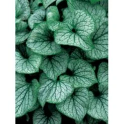 Kærmindesøster 'Jack Frost' Brunnera Macrophylla 'Jack Frost' 1 Liter Potte