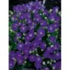 Karparterklokke 'Perla Blue' Campanula Carpatica 'Perla Blue' 10 Cm. Potte
