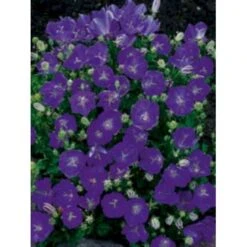 Karparterklokke 'Perla Blue' Campanula Carpatica 'Perla Blue' 10 Cm. Potte