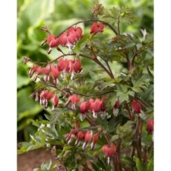 Løjtnanshjerte 'Valentine' Dicentra Spectabilis 'Valentine' 1 Liter Potte