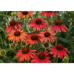 Solhat 'Hot Summer' Echinacea Hybrid 'Hot Summer' 1 Liter Potte -Sirius Butik p5495 28300 echinacea hybrid hot summer 13f8