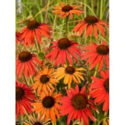 Solhat 'Hot Summer' Echinacea Hybrid 'Hot Summer' 1 Liter Potte -Sirius Butik p5495 4072 echinacea hybrid hot summer 859b