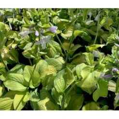 Funkia 'Guacamole' Hosta Hybrid 'Guacamole' 1 Liter Potte -Sirius Butik p5553 36095 hosta hybrid guacamole c039